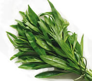 Artemisia dracunculus
