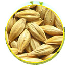 ječam