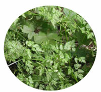 Anthriscus cerefolium