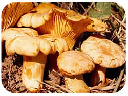 Cantharellus cibarius