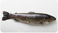 pastrva