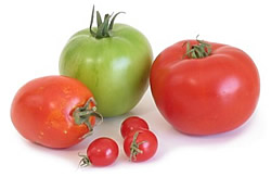 tomato tomato