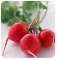 rotkvice