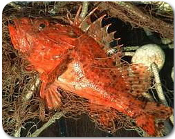 skarpina