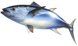 tuna