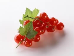 cranberry
