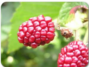 Maline Maline